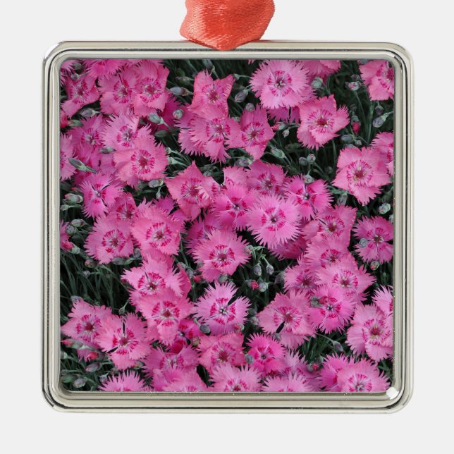 Pink sweet william flowers metal ornament (Front)