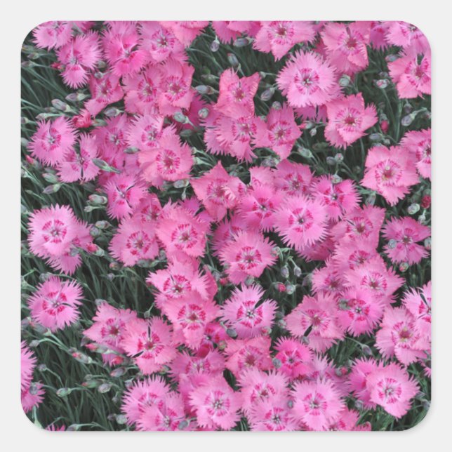 Pink sweet william flowers square sticker (Front)