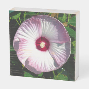 Pink Swirl Hibiscus Flower Wooden Box Sign