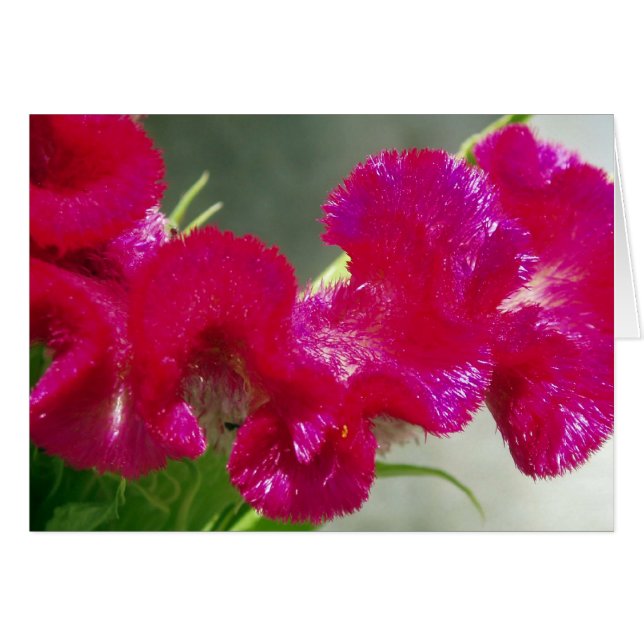 Pink Swirly Flower Card (Front Horizontal)