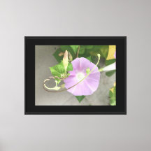 Pink Symphony Morning Glory