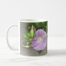 Pink Symphony Morning Glory