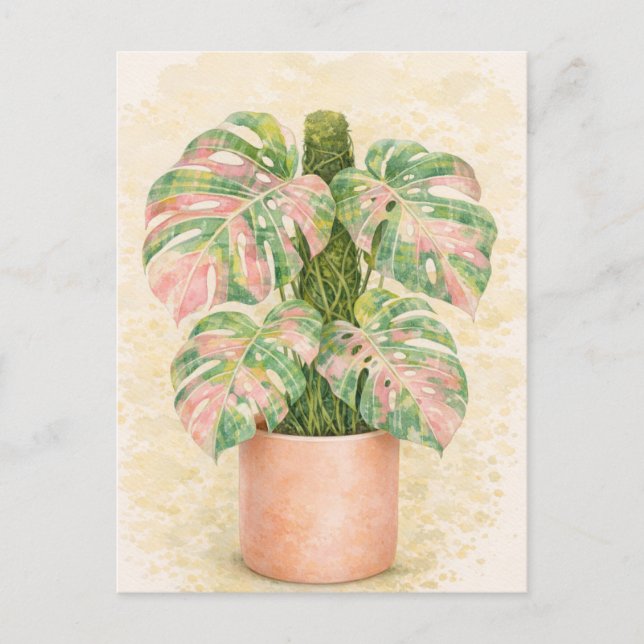 pink tartan monstera leaf Scottish scotland  Postcard (Front)