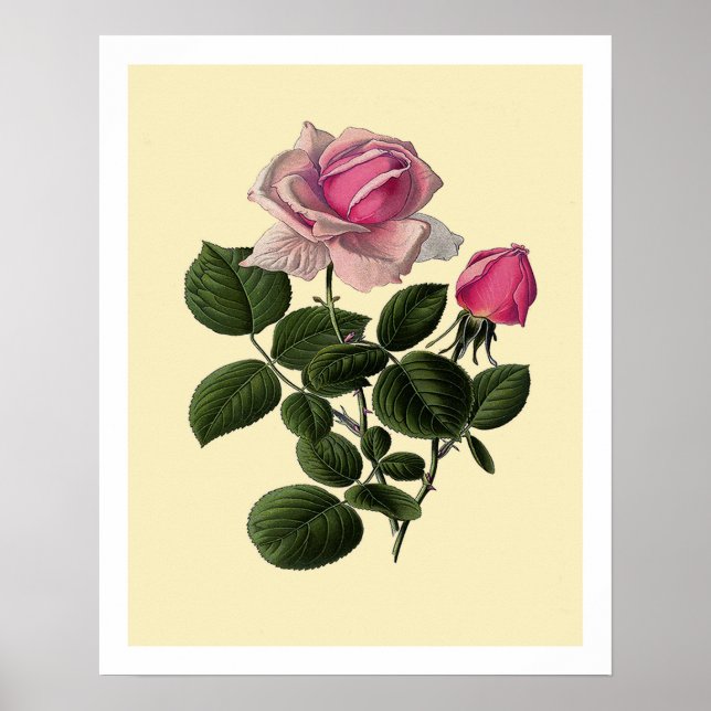 Pink Tea Roses Poster (Front)