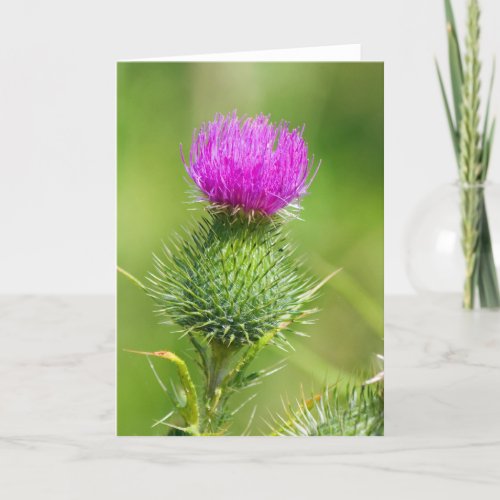 Pink thistle flower blank greetings card