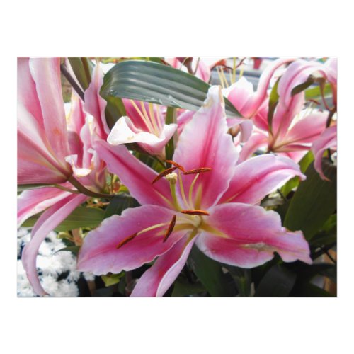 Pink Tiger Lilies Photo Print