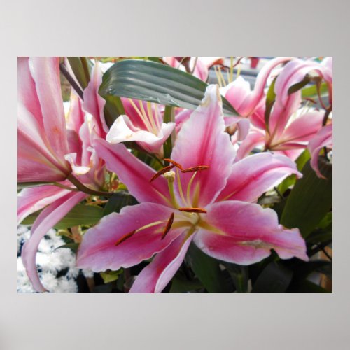 Pink Tiger Lilies Poster