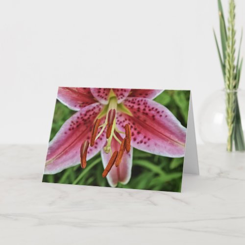 Pink Tiger Lily 1 Blank Note Card