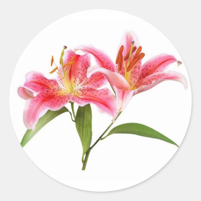 pink tiger lily - customizable classic round sticker (Front)