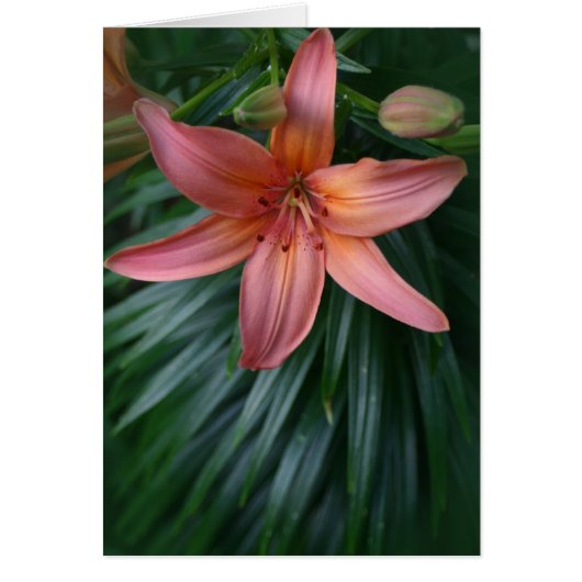 Pink Tiger Lily Flower Cards (Front)