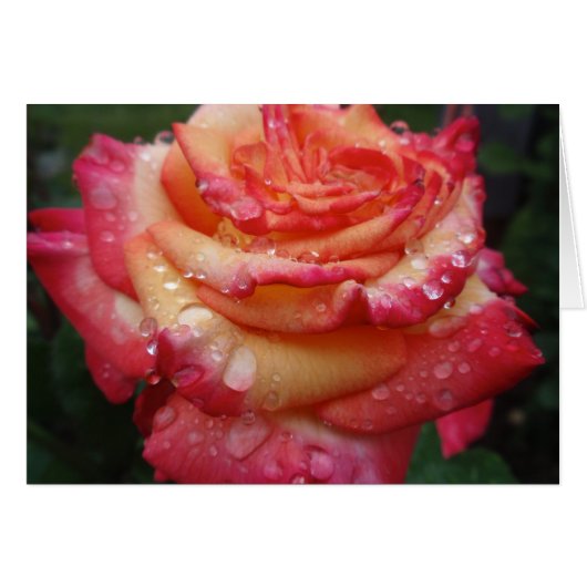 Pink to Yellow Rainbow Rose Cards (Front Horizontal)