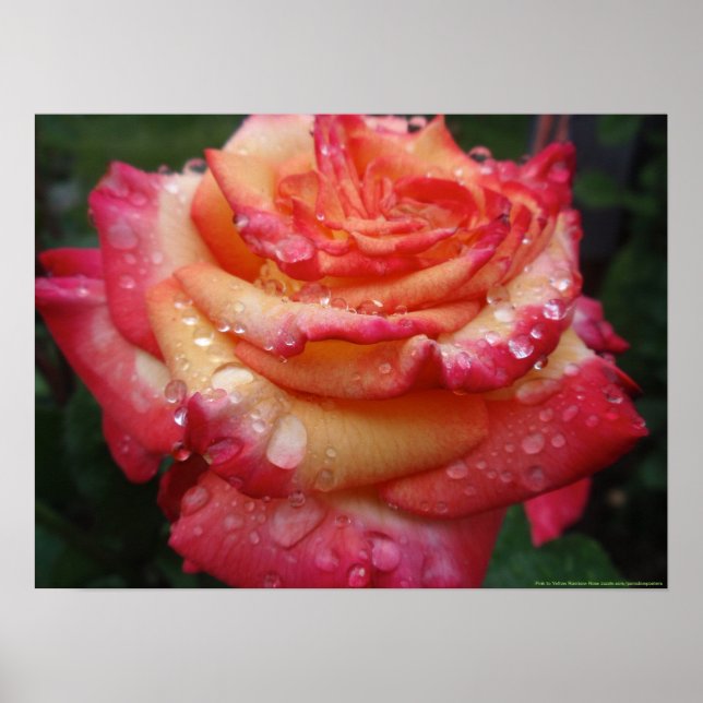 Pink to Yellow Rainbow Rose Poster (Front)