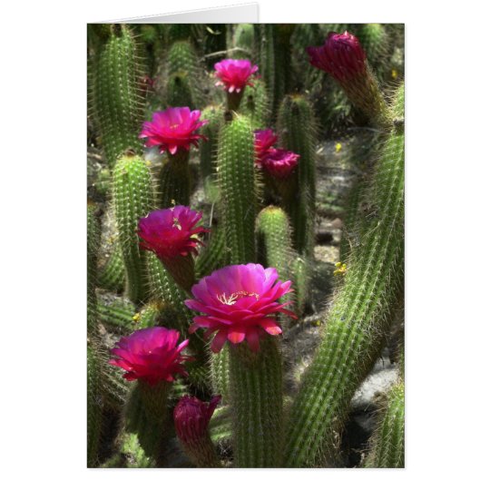 Pink Torch Cactus Card