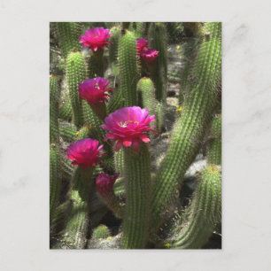 Pink Torch Cactus Postcard