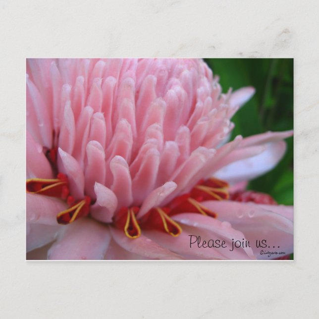 Pink Torch Ginger Wedding Save the Date Cards (Front)