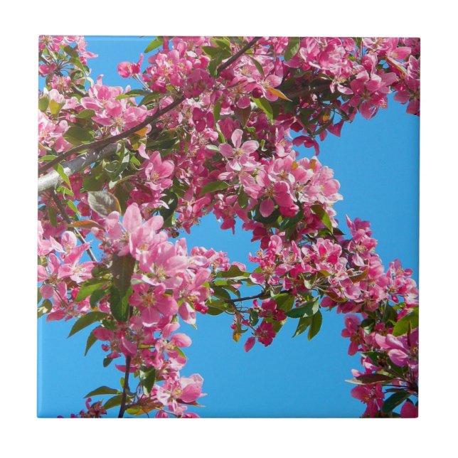 Pink Tree Blossom and Blue Sky Ceramic Tile (Front)