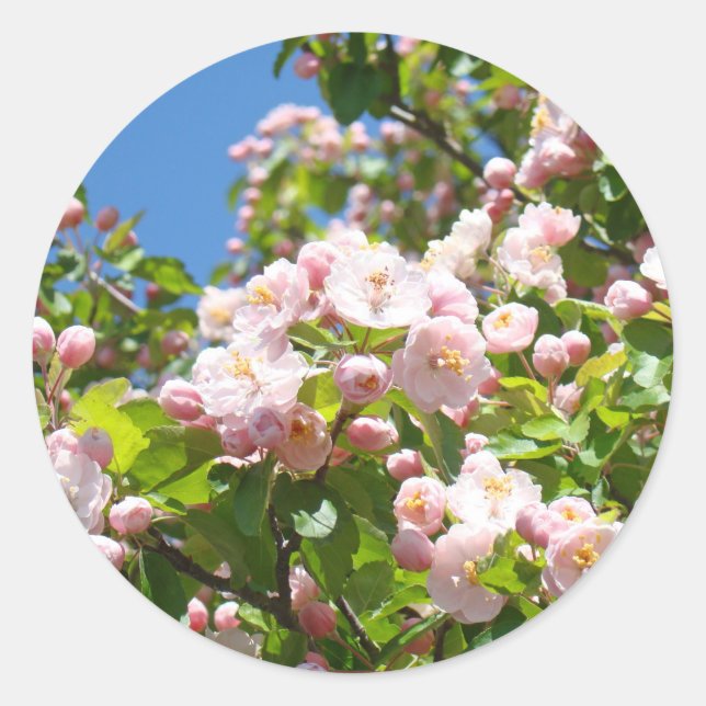 Pink Tree Blossoms stickers Envelope seals Spring (Front)