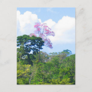 Pink Tree Venezuela Jungle Landscape Postcard