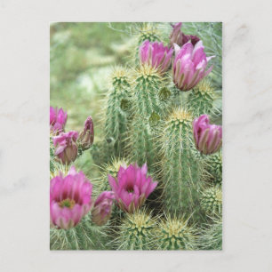 Pink Trill Bloom Cactus Arizona Photo Postcard
