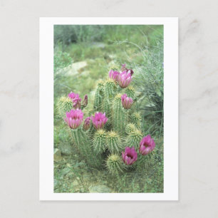 Pink Trill Desert Sonoran Arizona Photo Postcard