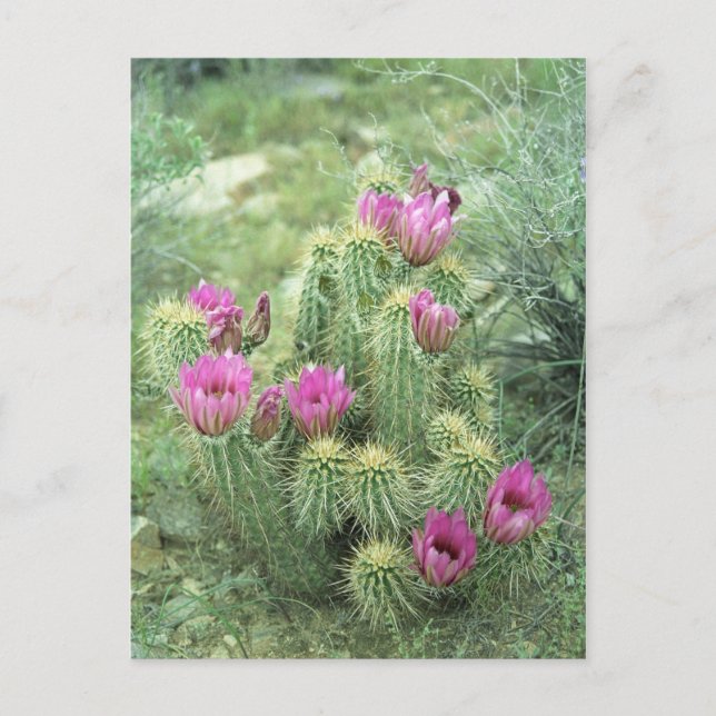 Pink Trill Desert Sonoran Arizona Photo Postcard (Front)