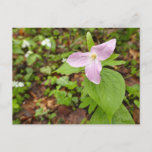 Pink Trillium Flower Postcard