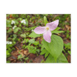 Pink Trillium Flower Postcard