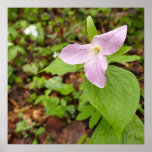 Pink Trillium Flower Poster