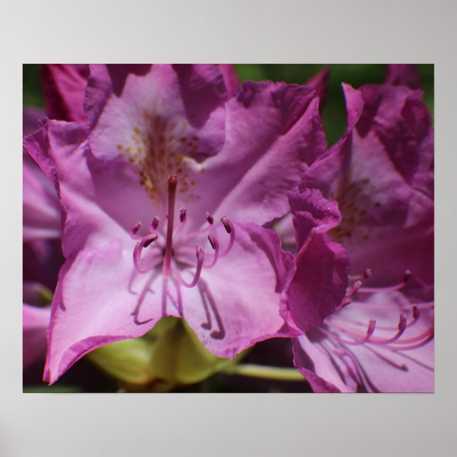 Pink Tropical Flowers Poster (Front)