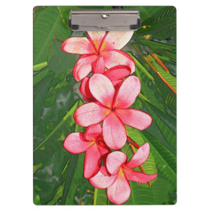 Pink Tropical Frangipani Art Clipboard
