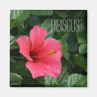 Pink Tropical Hibiscus Magnet