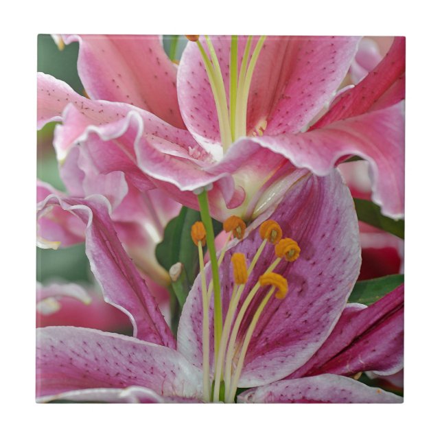 Pink tropical lily flowers tile (Front)