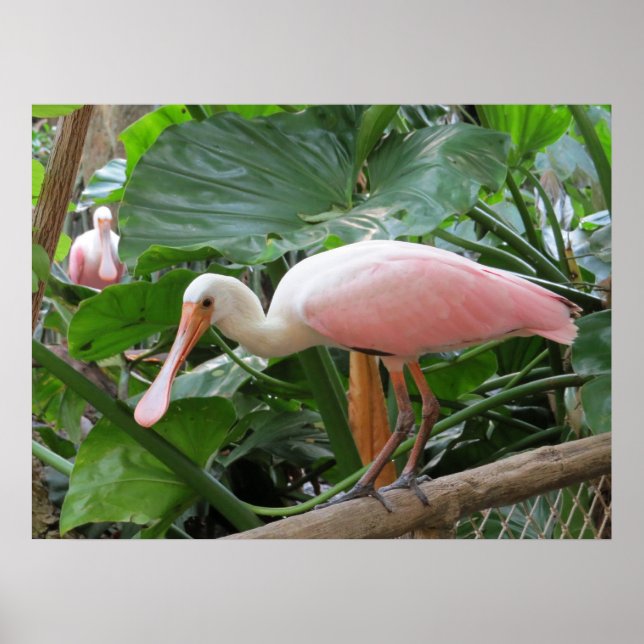 Pink Tropical Roseate Bird Poster (Front)