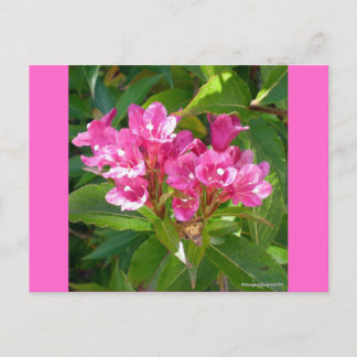Pink Trumpet Flowers Postcard
