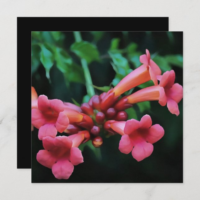 Pink Trumpet Honeysuckle Botanical Art Invitation (Front/Back)
