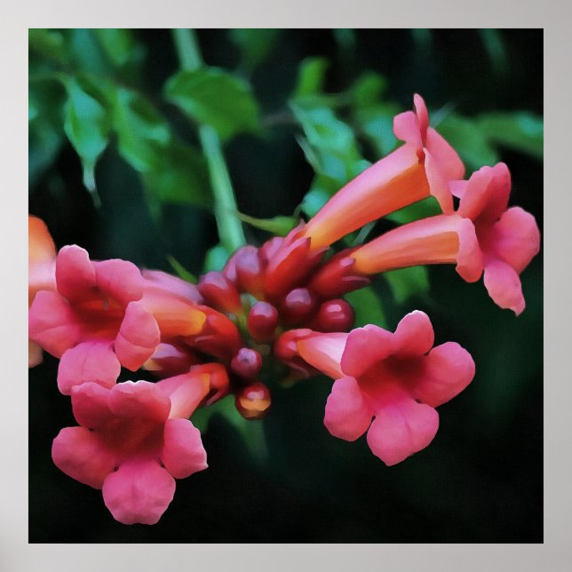 Pink Trumpet Honeysuckle Botanical Art Poster (Front)