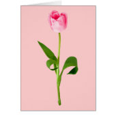 Pink Tulip (Front)