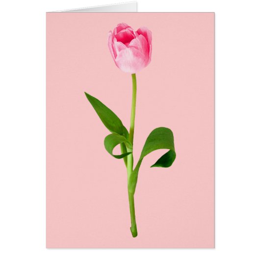 Pink Tulip (Front)