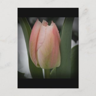 Pink tulip blooms on a snowy early spring day postcard