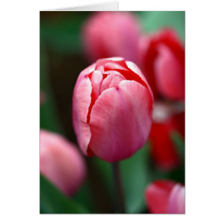 Pink tulip cards