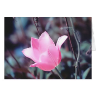 pink tulip cards