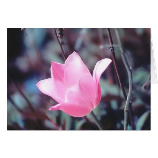 pink tulip cards (Front Horizontal)
