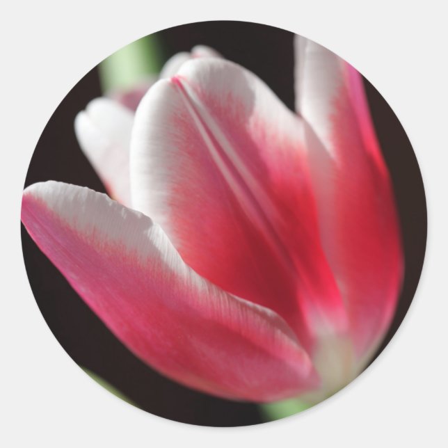 Pink Tulip Classic Round Sticker (Front)
