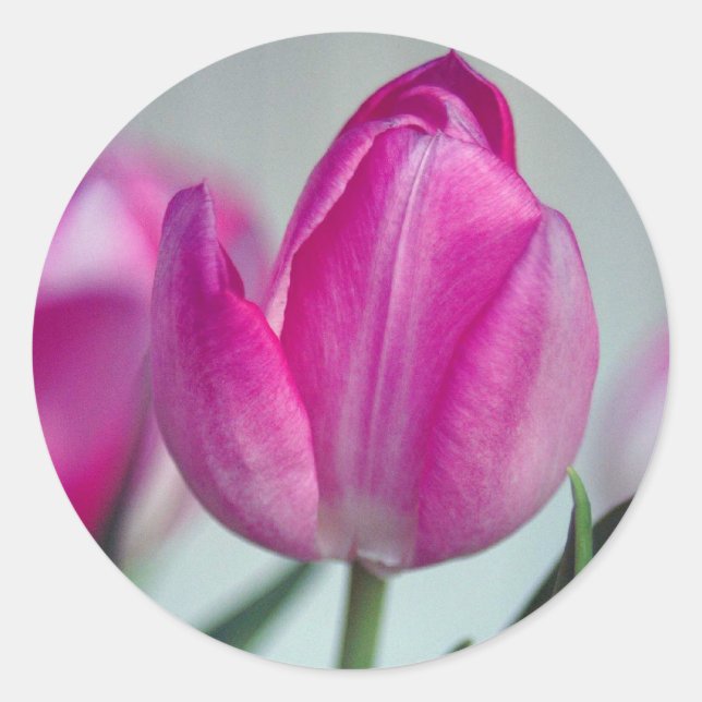 Pink tulip classic round sticker (Front)