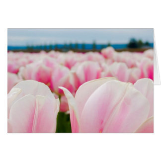 Pink Tulip Field Cards