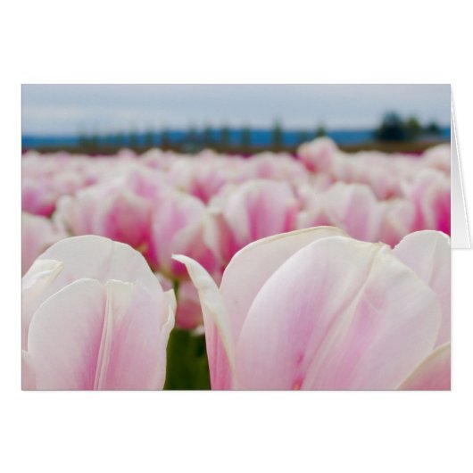 Pink Tulip Field Cards (Front Horizontal)
