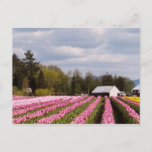 Pink Tulip Field Postcard at Zazzle