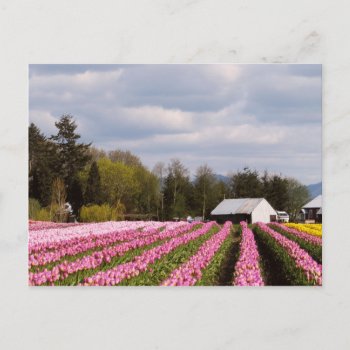 Pink Tulip Field Postcard by northwest_photograph at Zazzle