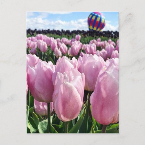 Pink Tulip Field with Hot Air Balloon Oregon Postcard