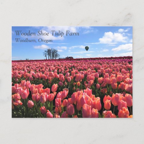 Pink Tulip Field with Hot Air Balloon Oregon Postcard